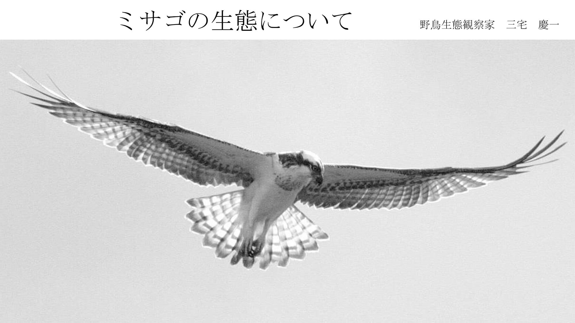 ミサゴの生態について