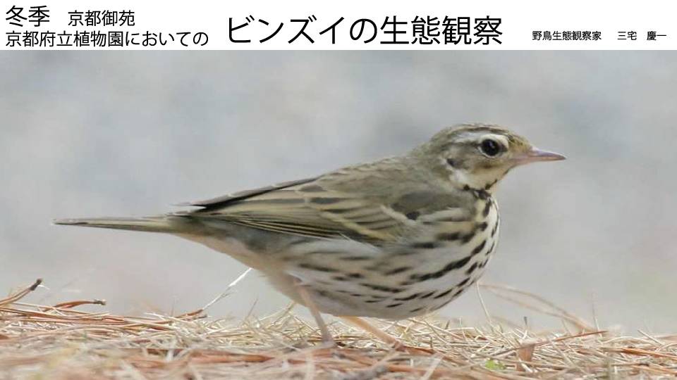 ビンズイの生態について